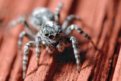 Jumping Spider