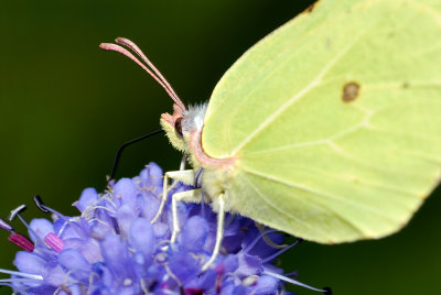 Gonepteryx rhamni