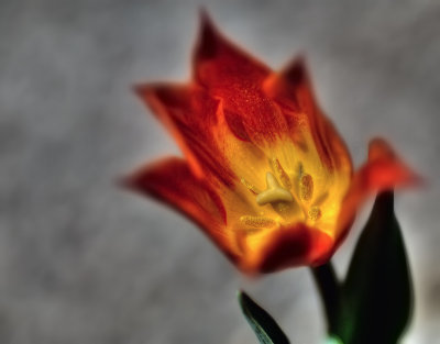 Tulip