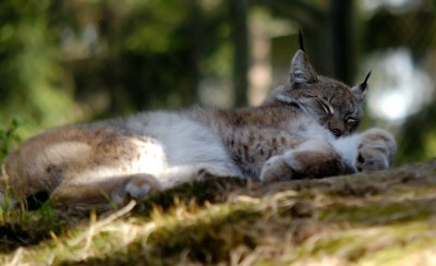 Lynx