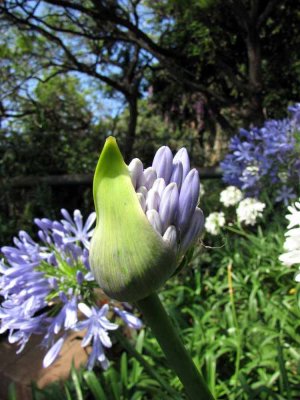 Agapanthus Praecox