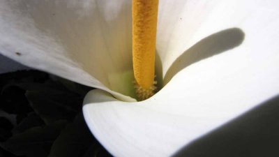 ZANTEDESCHIA  AETHIOPICA