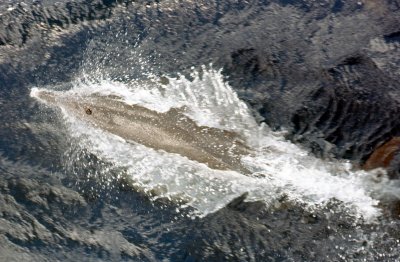 Dolfijn-02.jpg