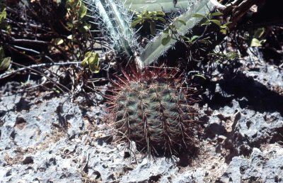Curaao - Natuur-12.jpg