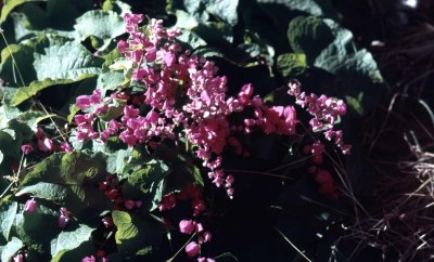 Curaao - Natuur-14.jpg