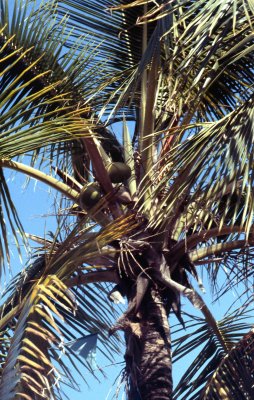 Puerto Rico-8.jpg