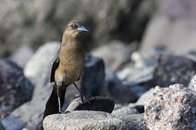 Great-tailed Grackle (Quiscalus mexicanus peruvianus)