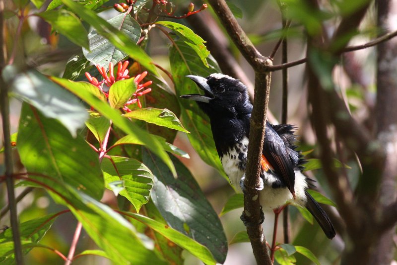 Spot-crowned Barbet (Capito maculicoronatus rubrilateralis)