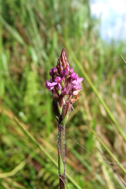 Cynorkis anacamptoides