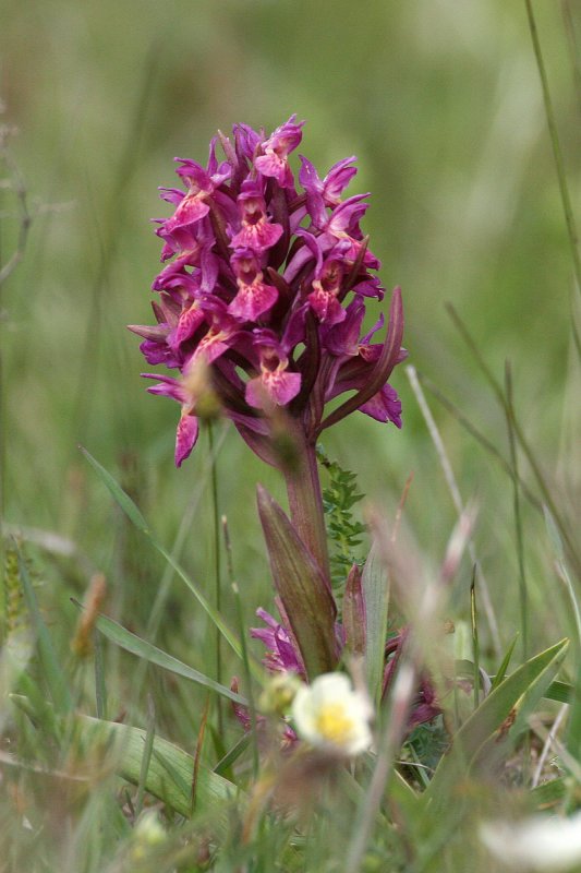 Broad-Leafed Dactylorhiza (Dactylorhiza latifolia)