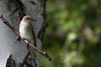 Spotted Flycatcher (Muscicapa s. striata)