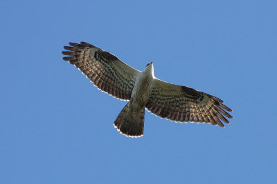 European Honey-buzzard (Pernis apivorus)