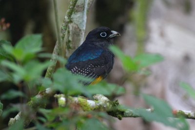 White-tailed Trogon (Trogon chionurus)