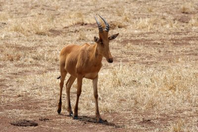 Hartebeest (Alcelaphus buselaphus)