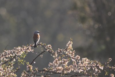 Red-backed Shrike (Lanius collurio)