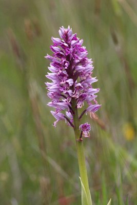 Military Orchid (Orchis militaris)