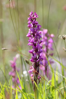 Early-purple Orchid (Orchis mascula)