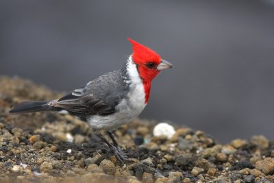 Red-crested Cardinal (Paroaria coronata)