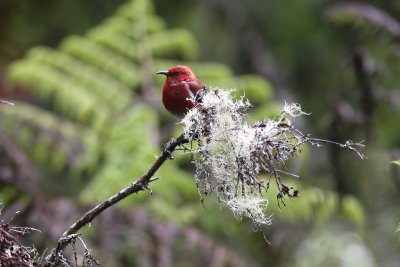 Apapane (Himatione sanguinea)