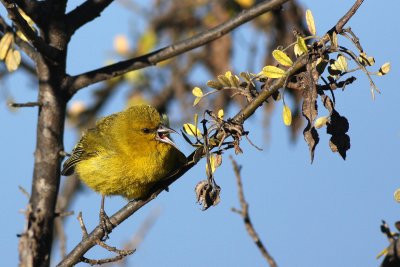 Hawaii Amakihi (Chlorodrepanis virens virens)