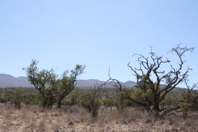 Māmane forest (Sophora chrysophylla)