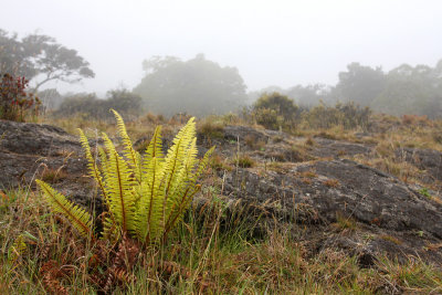 Puu ōō trail, Hawaii