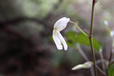 Pāmakani (Viola chamissoniana tracheliifolia)