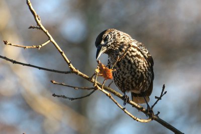 Spotted Nutcracker (Nucifraga caryocatactes)