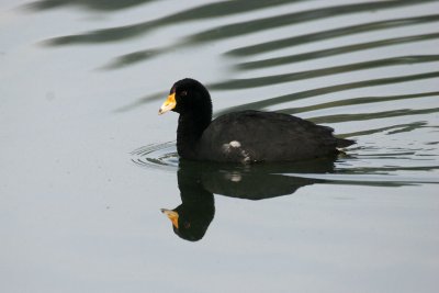 American Coot (Fulica americana)