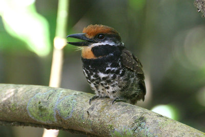 Spotted Puffbird (Nyctastes tamatia)