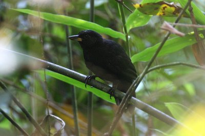 Black Bushbird (Neoctantes niger)