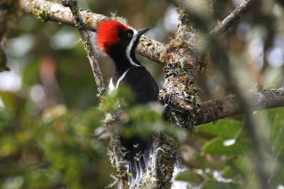 Powerful Woodpecker (Campephilus pollens)