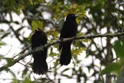 Northern Mountain Cacique (Cacicus leucoramphus)