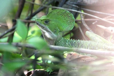 Common Basilisk (Basiliscus basiliscus)