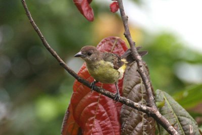 Lemon-rumped Tanager (Ramphocelus icteronotus)