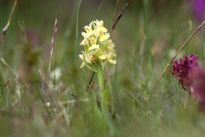 Broad-Leafed Dactylorhiza (Dactylorhiza latifolia)