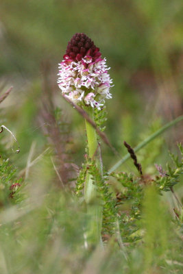Burnt Red Orchid (Orchis ustulata)