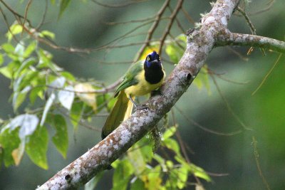 Inca Jay (Cyanocorax y. yncas)