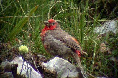 Red-fronted Rosefinch (Carpodacus puniceus)