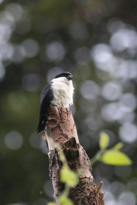 Philippine Falconet (Microhierax erythrogenys meridionalis)