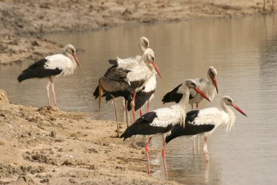 White Storks (Ciconia ciconia) and one Yellow-billed Stork (Mycteria ibis)