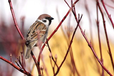 Eurasian Tree Sparrow (Passer m. montanus)