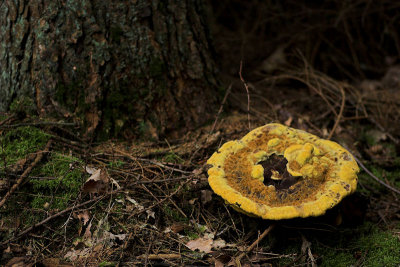 Phaeolus schweinitzii - Dennenvoetzwam - Dyers Mazegill