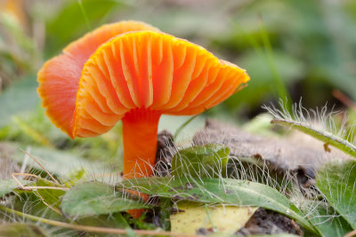 Hygrocybe miniata - Gewoon Vuurzwammetje - Vermillion Waxcap