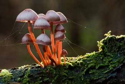 Mycena haematopus - Grote Bloedsteelmycena - Burgundydrop Bonnet