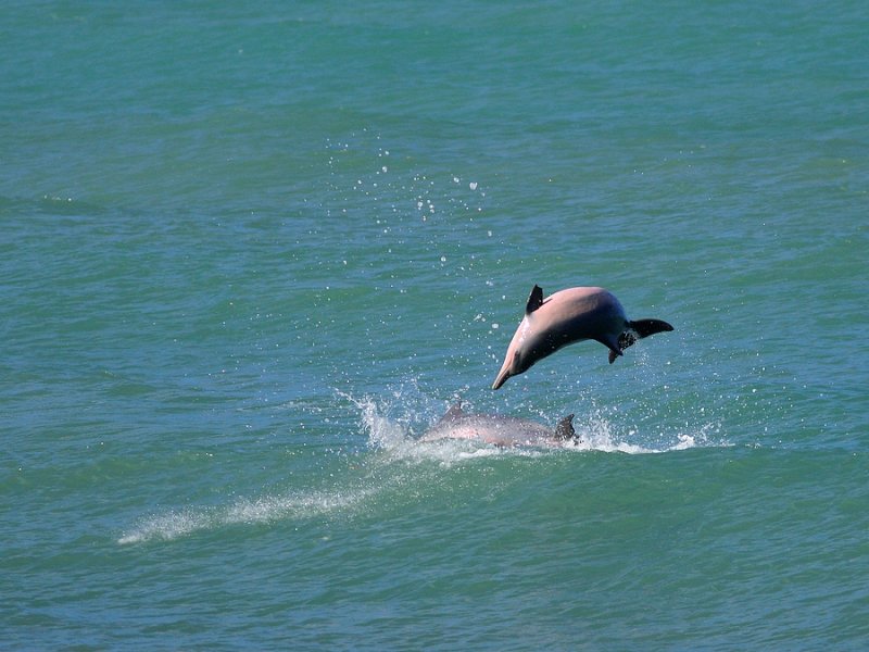 Guiana dolphin diagram Guiana dolphin diagram