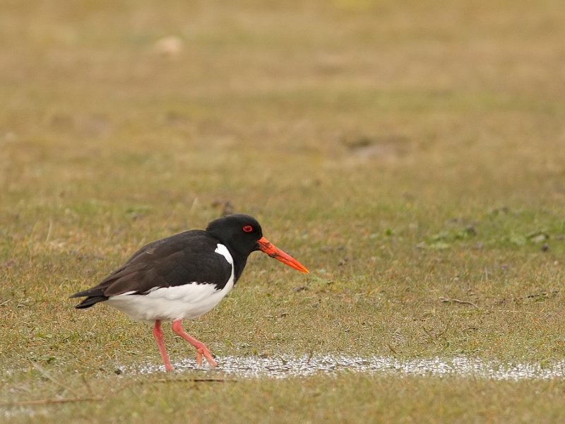 Scholekster -  Haematopus ostralegus -  Eurasian Oystercatcher