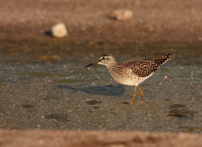 Bosruiter - Wood Sandpiper