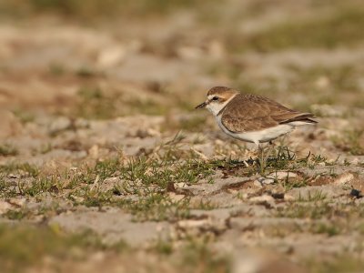 Strandplevier - Charadrius alexandrinus - Kentish Plover