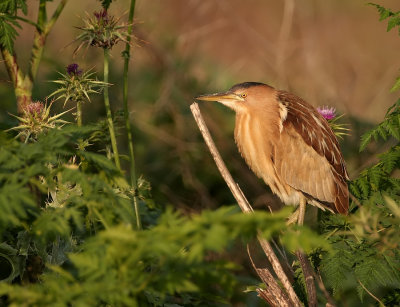 Woudaap - Little Bittern